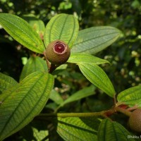 Melastoma sp.